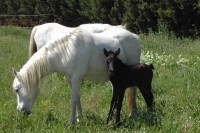 Camargue foal born on the farm in May 2010.