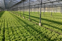 First came the salads in January 2007. We produced salads until the winter of 2013, since then we have dedicated ourselves exclusively to spirulina.