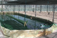 La nurserie à spiruline en juin 2007. Petit bassin, où arrivée à une certaine concentration, la spiruline sert à ensemencer les grands bassins.